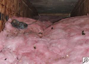 A dead mouse and its feces in a batt of fiberglass insulation in a crawl space in Marysville.